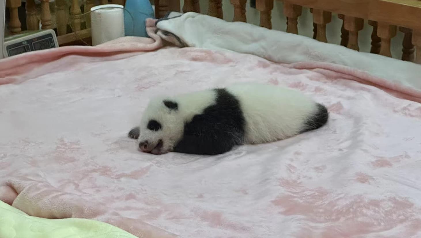 1-month-baby-panda