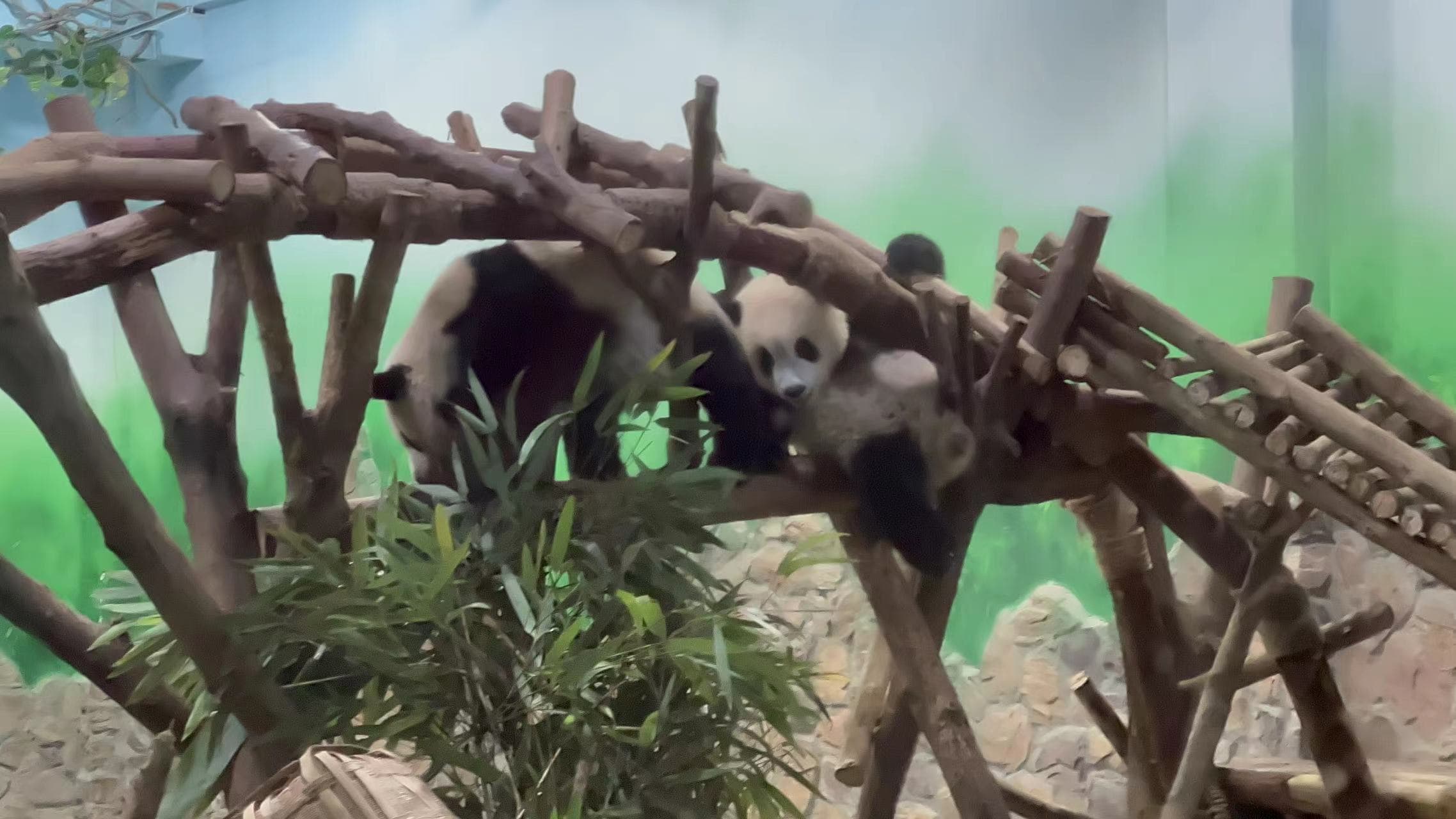 two-playing-pandas